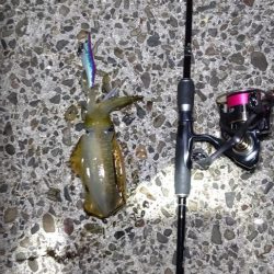 ソーシャルディスタンスの中アオリイカ