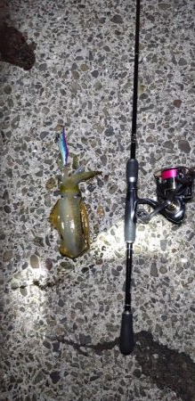 ソーシャルディスタンスの中アオリイカ