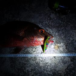 段々とサイズアップ