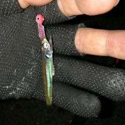 (2020/11/02 南港アジング 好釣果!中アジ(25㎝~) 釣果有り)