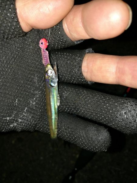 (2020/11/02 南港アジング 好釣果!中アジ(25㎝~) 釣果有り)