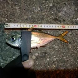 (2020/11/04 南港アジング 良アジ釣果 アジ(23㎝~)ガシラ 釣果有り)