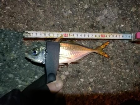 (2020/11/04 南港アジング 良アジ釣果 アジ(23㎝~)ガシラ 釣果有り)