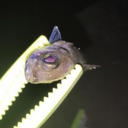 久々のアジング調査