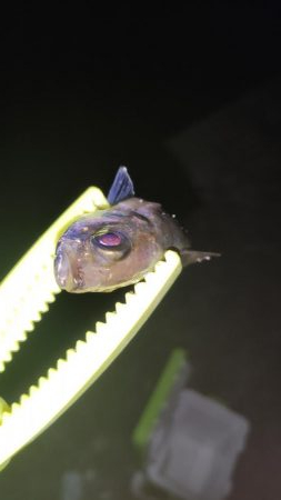 久々のアジング調査