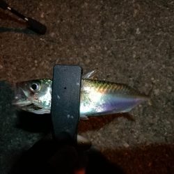 (2020/11/06 南港アジング 好釣果!中アジ(24㎝~ )サバ 釣果有り)