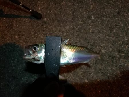 (2020/11/06 南港アジング 好釣果!中アジ(24㎝~ )サバ 釣果有り)