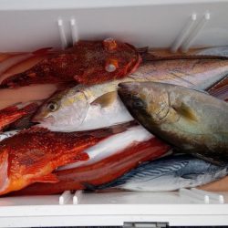 康仁丸・ジギング釣り果