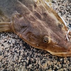 久しぶりのターポン　良いサイズ