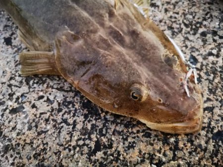 久しぶりのターポン　良いサイズ