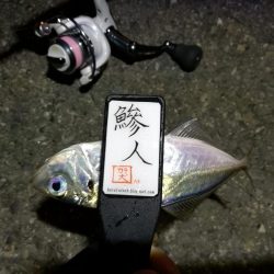 （2020/11/10 南港アジング　 普通釣果のアジングで 中アジ～小アジ（23㎝～） 釣果有り）