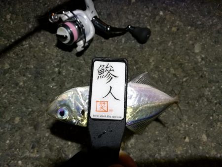 （2020/11/10 南港アジング　 普通釣果のアジングで 中アジ～小アジ（23㎝～） 釣果有り）