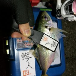 （2020/11/10 南港アジング　 好釣果のアジング 中アジ～小アジ（24㎝～） 釣果有り）