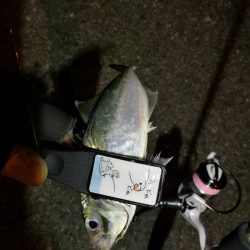 (2020/11/11 南港アジング アジング釣果で 中アジ~小アジ(23㎝~) 釣果有り)