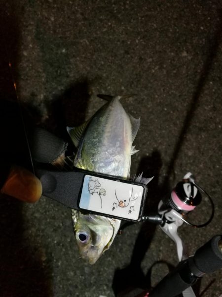 (2020/11/11 南港アジング アジング釣果で 中アジ~小アジ(23㎝~) 釣果有り)