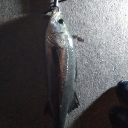 牡鹿半島シーバス