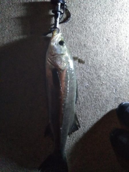 牡鹿半島シーバス