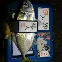 (2020/11/12 南港アジング ☆爆釣アジング釣果で 中アジ~(26㎝~) 釣果有り)