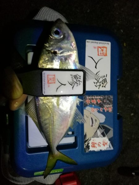 (2020/11/12 南港アジング ☆爆釣アジング釣果で 中アジ~(26㎝~) 釣果有り)