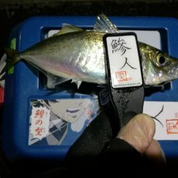 （2020/11/14 南港アジング　 またまた好釣果 アジング釣果で 中アジ～（24㎝～） 釣果有り）