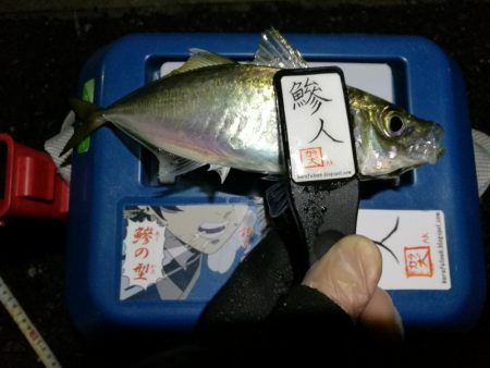 （2020/11/14 南港アジング　 またまた好釣果 アジング釣果で 中アジ～（24㎝～） 釣果有り）