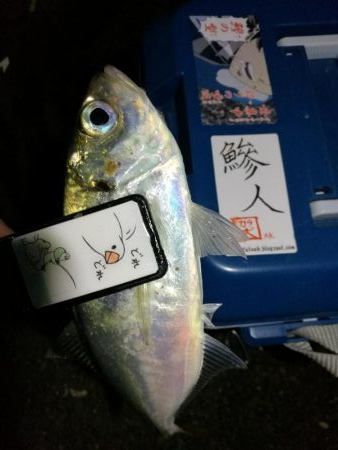 （2020/11/15 南港アジング　 続…