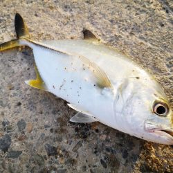 夫婦で朝マズメ