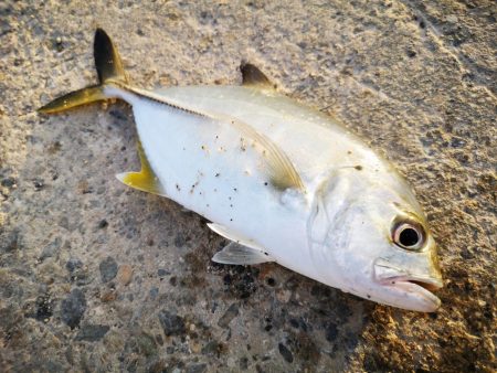 夫婦で朝マズメ