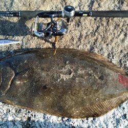 初フラットフィシュ