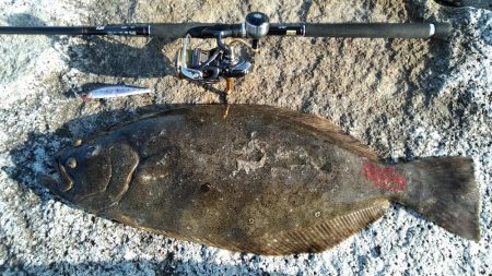 初フラットフィシュ