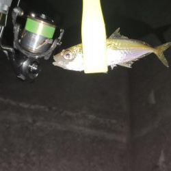 須磨浦アジング、メバリング