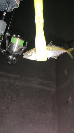 須磨浦アジング、メバリング