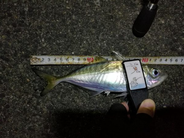 （2020/11/17 南港アジング　 アジング釣果 中アジ～（24㎝～）サバ 釣果有り）