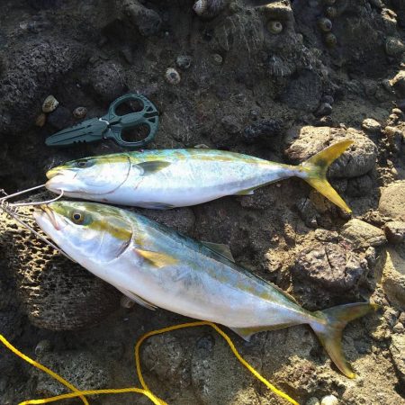 越前地磯でトップにドン