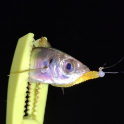 爆風アジングで爆釣