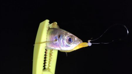 爆風アジングで爆釣