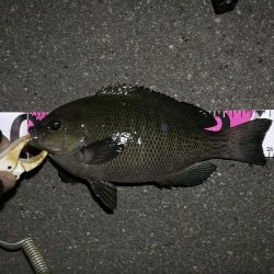 （2020/11/20 南港ヘチ釣り　 良ヘチ釣果！真チヌ39㎝ キビレチヌ グレ 釣果有り）