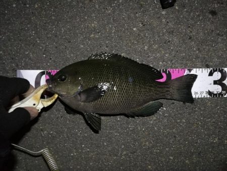 （2020/11/20 南港ヘチ釣り　 良ヘチ釣果！真チヌ39㎝ キビレチヌ グレ 釣果有り）