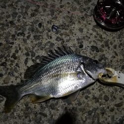 （2020/11/20 南港ヘチ釣り　 キビレチヌ 41㎝ ガシラ 釣果有り）