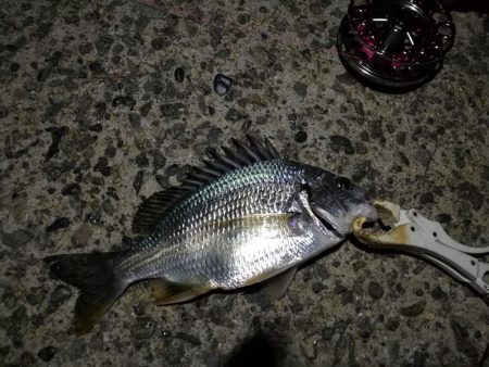 （2020/11/20 南港ヘチ釣り　 キビレチヌ 41㎝ ガシラ 釣果有り）