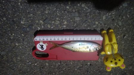 釣りデビュー　4日目