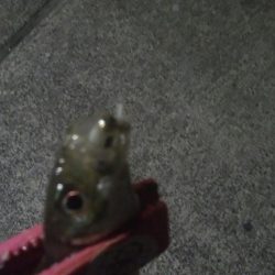 釣りデビュー　6日目