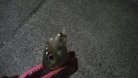 釣りデビュー　6日目