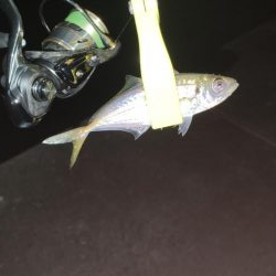 いつもの須磨アジング