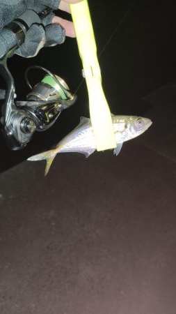 いつもの須磨アジング