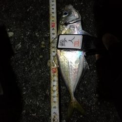 （2020/11/25 南港アジング　 好釣果！アジング釣果 中アジ～（26㎝～）サバ 釣果有り）