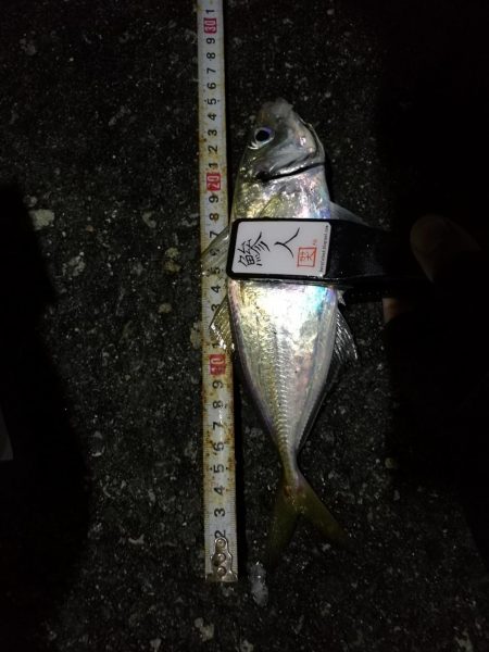 （2020/11/25 南港アジング　 好釣果！アジング釣果 中アジ～（26㎝～）サバ 釣果有り）