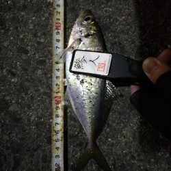 (2020/11/26 南港アジング 続好釣果!アジング釣果 中アジ~(25㎝~)ガシラ 釣果有り)