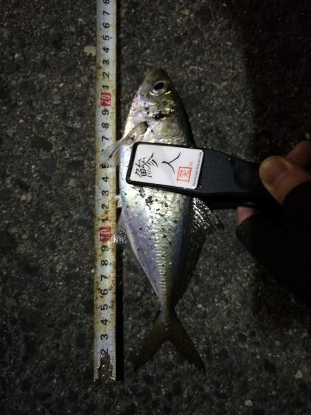 (2020/11/26 南港アジング 続好釣果!アジング釣果 中アジ~(25㎝~)ガシラ 釣果有り)