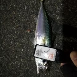 （2020/11/27 南港アジング　 風の中釣果！アジング釣果 中アジ～（24㎝～）サバ　ガシラ 釣果有り）
